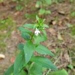 Lobelia inflataFlower