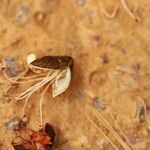 Tetraberlinia bifoliolata Frucht