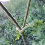 Heracleum sphondylium Corteza