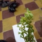 Sideritis montana Likasa