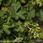 Alchemilla fissa Drugo