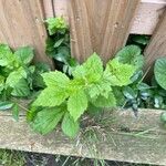 Geum laciniatum Levél