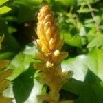 Orobanche flava 花