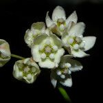 Funastrum clausum फूल