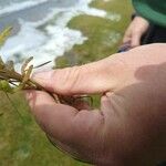 Salicornia europaea Leaf