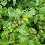 Prunus brigantina Leaf