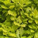 Quercus × rosacea Hoja