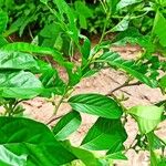 Diospyros monbuttensis Leaf