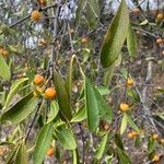 Ficus vieillardiana Blatt
