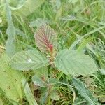 Alnus alnobetula Blatt