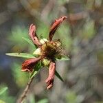 Hypericum lanceolatum Фрукт