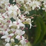 Ehretia tinifolia Fleur