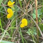 Lotus corniculatus ശീലം