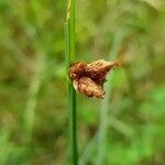 Schoenoplectus pungens Flower