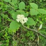 Viburnum lantana Цвят