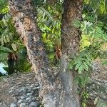 Swietenia macrophylla چھال