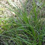 Carex distachya Habit