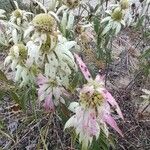 Monarda punctataBloem