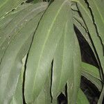 Brexia madagascariensis Blatt