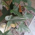 Philodendron bipennifolium Hoja