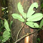 Monodora tenuifolia Folha