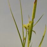 Fuirena umbellata Leaf