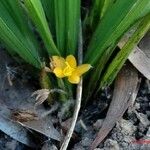 Curculigo orchioides Hábito