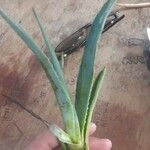 Agave tequilana Hostoa