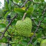 Annona spinescens Meyve