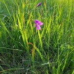 Gladiolus palustris Hábito