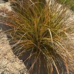 Carex testacea List