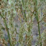 Rumex intermedius Frucht