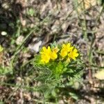 Neatostema apulum Flower