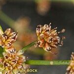 Juncus subnodulosus 果實