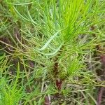 Artemisia campestris Folla