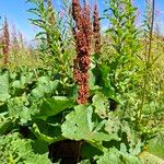 Rumex alpinusFlower