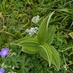 Veratrum album Leaf