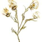 Carduus crispus Květ