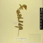 Hypericum cordifolium