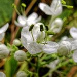 Clerodendrum schweinfurthii Flor