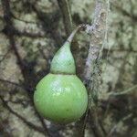 Schlegelia nicaraguensis Fruto