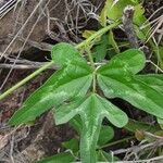 Vigna frutescens Blad