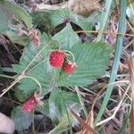 Fragaria vesca Frukt