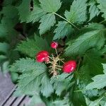 Actaea rubra Frucht