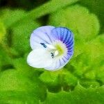 Veronica persica Flower