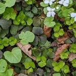 Cardamine trifolia Blad