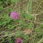 Trifolium pratenseFleur