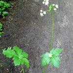 Sanicula europaea Hábito