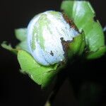 Diospyros bipindensis Fruto
