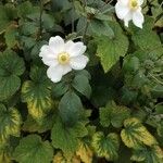 Anemone hupehensis Blüte